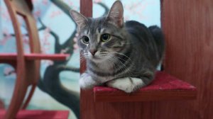 20 кошек заперли 90-летнюю хозяйку на балконе в Подмосковье