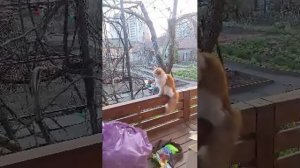 Масяня в огороде 2