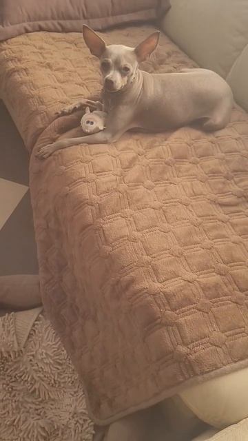 моя собака 🐶 давайте ей поможем ставьте лайки и подписывайтесь на меня и ей станет лучше..