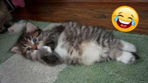 ПРИКОЛЫ С КОТАМИ! СМЕШНЫЕ ЖИВОТНЫЕ! ДО СЛЁЗ!