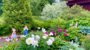 Переделка старой клумбы с пионами. Промежуточный этап.