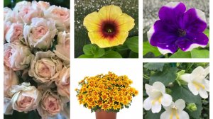 Рассада растет! Высадила укореняшки! Новиночка!