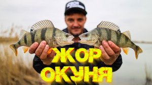 ЖОР окуня перед нерестом 👍  Клевал на КАЖДОМ забросе  💪💪💪