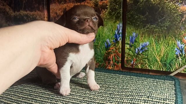 Енисей скидка до 20/04/26 #купить_щенка_чихуахуа_продаю +79215950848 #MAX