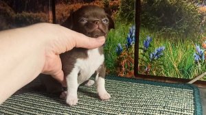 Енисей скидка до 20/04/26 #купить_щенка_чихуахуа_продаю +79215950848 #MAX