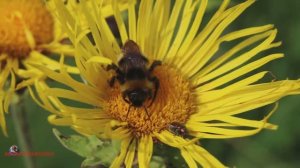 Шмели Летнее  настроение