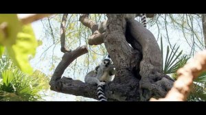 Бананы забродили