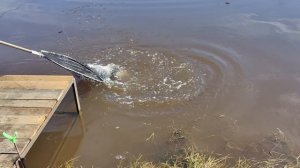 Светлые Горы Форель4 04.04.2026г.