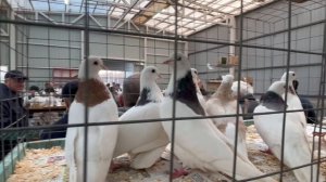 4.04.2026г Москва Голубиный Рай!!!