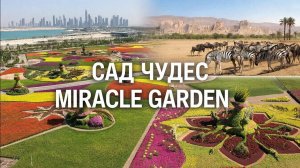 Обзор Miracle Garden и Dubai Safari Park: что посмотреть