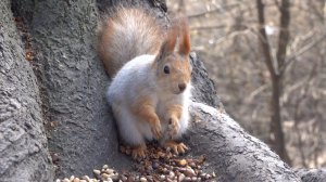 Копия Толстой. Зарисовка