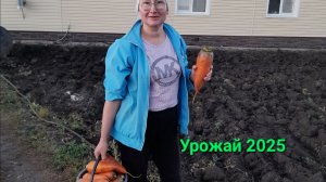 Посеяли морковь