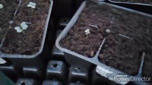 Готовлю ужин / Моя рассада, мой огород.