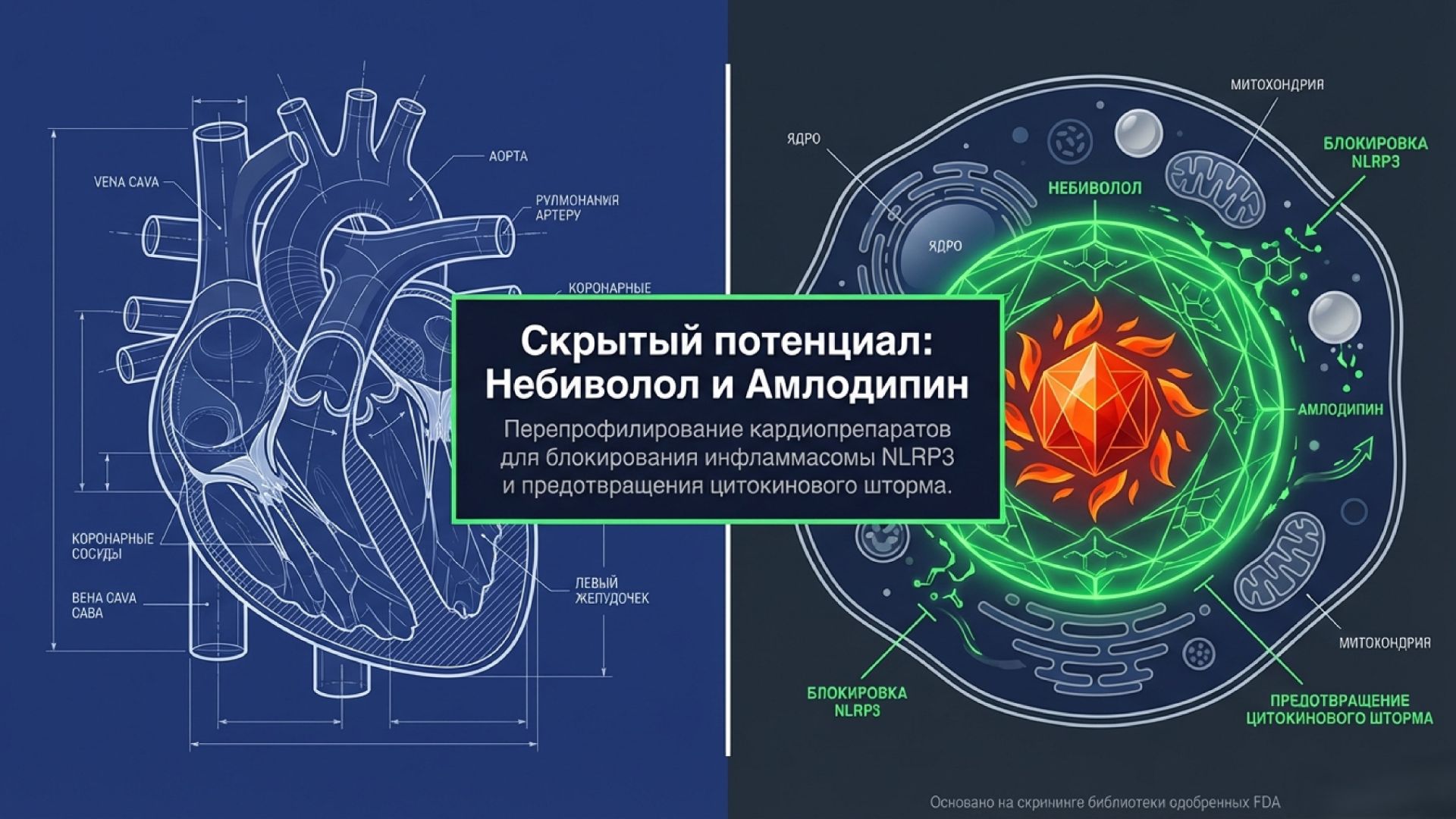 Небиволол и амлодипин против смертельного сепсиса: блокаторы инфламмасомы NLRP3