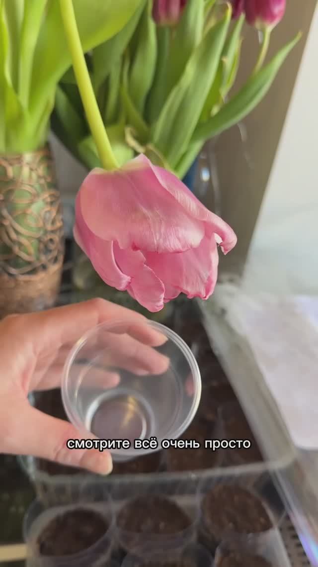 Все коллекционеры только так садят свои томаты на рассаду. Супер способ, без пикировки