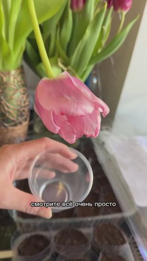 Все коллекционеры только так садят свои томаты на рассаду. Супер способ, без пикировки