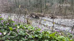 Экспедицию к заповедному «Царь-дубу»