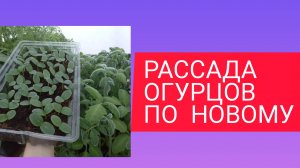 Рассада огурцов Быстро и  качественно