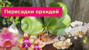 много много пересадок орхидей фаленопсис