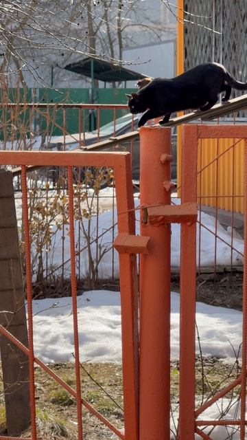 Соседский пантер))