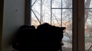 Рассматривают котики улицу.