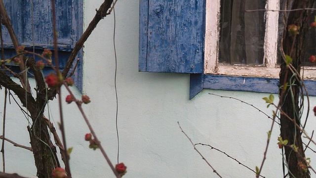 DSCF0001 Всегда на Пасху зацветает Пасхальная РОЗА  . Апрель 2026