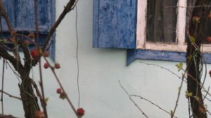 DSCF0001 Всегда на Пасху зацветает Пасхальная РОЗА  . Апрель 2026