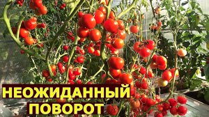 Откуда пересорт и неизвестные названия сортов томатов