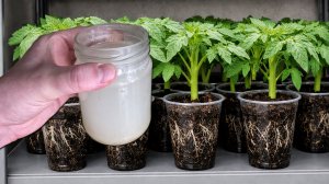 За 1 день у Рассады стебель толще мизинца! Поливаю рассаду томатов огурцов и перца этим