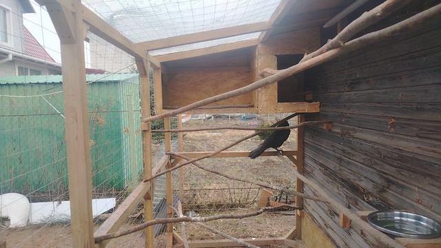 Ворон Гриша 5 апреля, с праздником