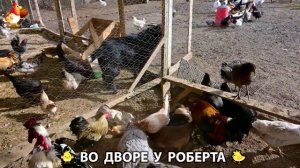 Содержание кур в домашних условиях и других птиц во дворе у Роберта 🐣🐤🦆🐔🪿🦃 (463)