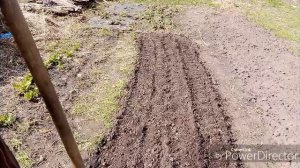 Сею с вами укроп.