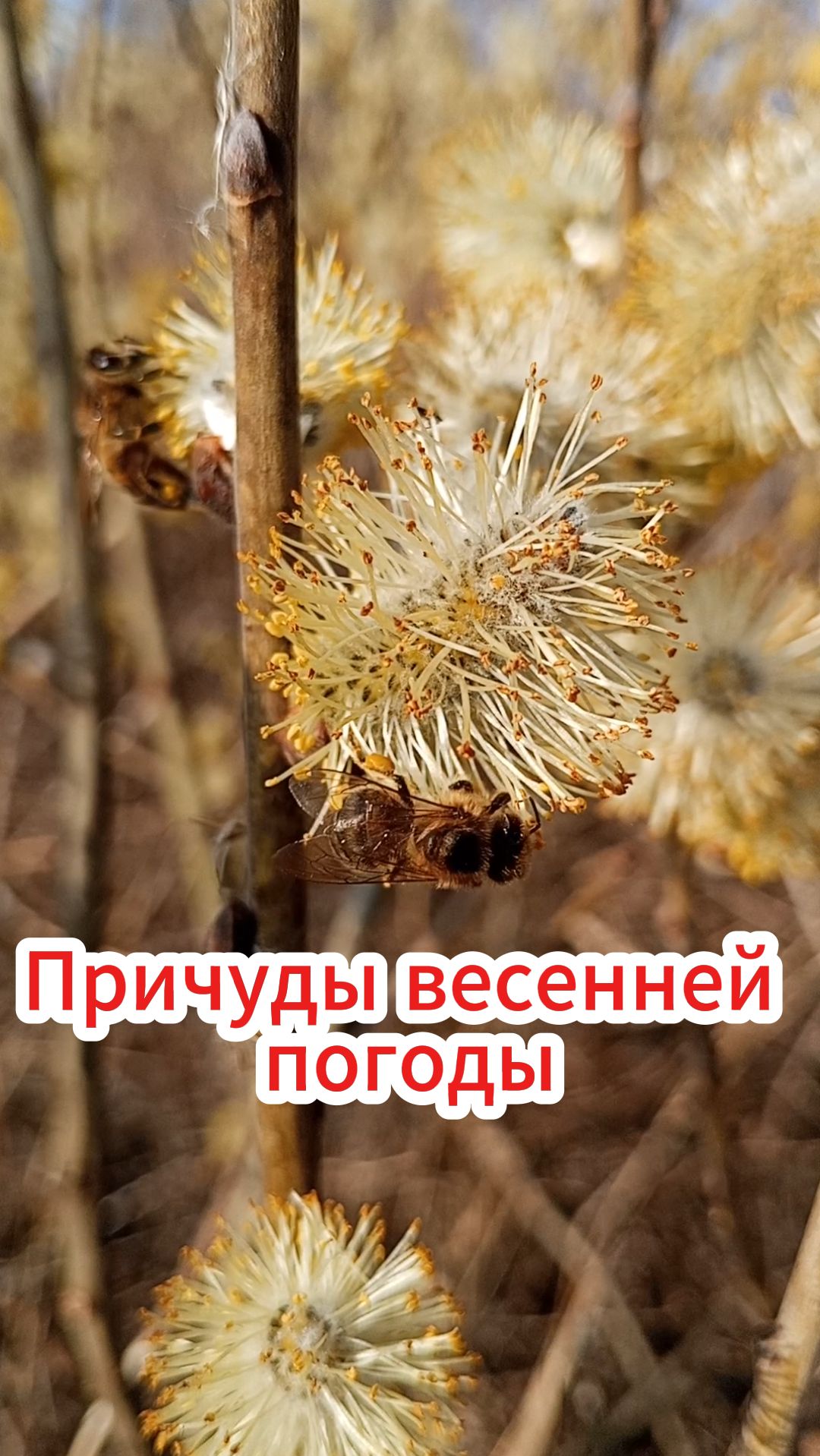 Ранняя весна.....