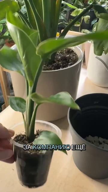 Стрелиция Николая: пересадка и уход