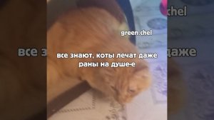 Все ради моего котика, он самый лучший из всех моих питомцев ^°^