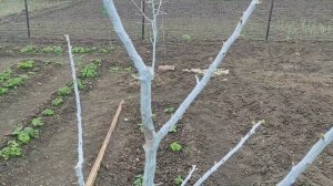 Лечу персик. Покосил травку