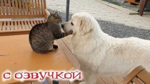 Приколы с котами! С ОЗВУЧКОЙ🤗Смешные Животные 😂 Коты И Собаки До Слёз🤣УГАР ДО СЛЕЗ!