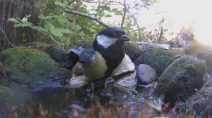 Птицы прилетают на ПОИЛКУ / ФОТОЛОВУШКА в саду