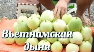 Урожай дыни и продажа её на рынке .