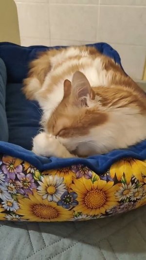 Доброе утро