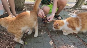 Влог для детей. Идем на море. Макс и Рома  кормят котят.