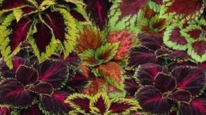 Семенные колеусы - особенности и способы размножения. Одиннадцать сортов в одном видео.