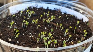 Капуста взошла быстро и на 100% 👍👍👍