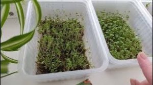 Влог выходного дня//Посадила экзотический фрукт...