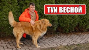 ХВОЯ сохнет весной? ТУИ ВЕСНОЙ: простые ошибки огородников и как их исправить.