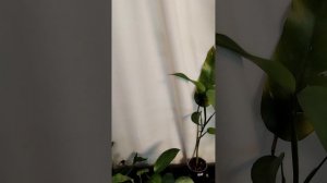 ИЗЛИШКИ РАСТЕНИЙ ОТ О6. 04.2026г.