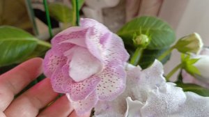 что у меня новенького 🤗🙏новые глоксинии расцвели! запеканка с фаршем ням ням 🙏👍😃