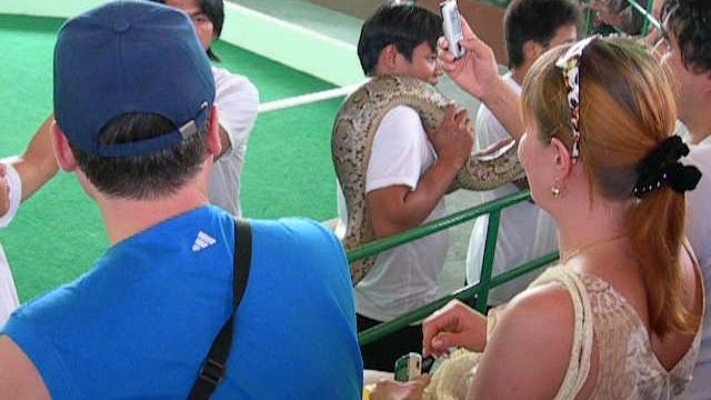 Таиланд. Паттая. 2006. Малыш трогает змею