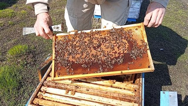 Осмотр плем. материала.