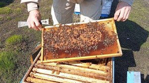 Осмотр плем. материала.